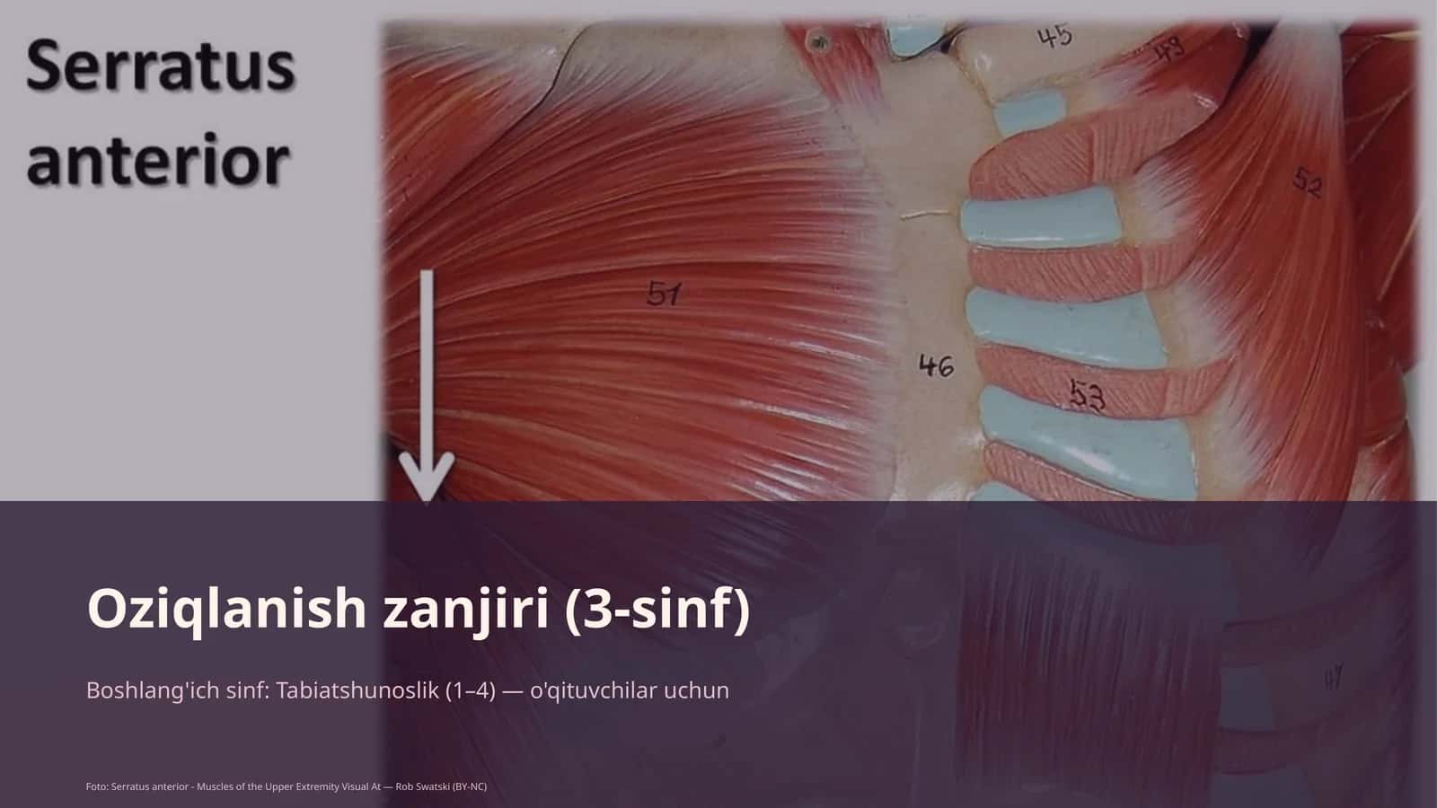 Oziqlanish zanjiri (3-sinf)