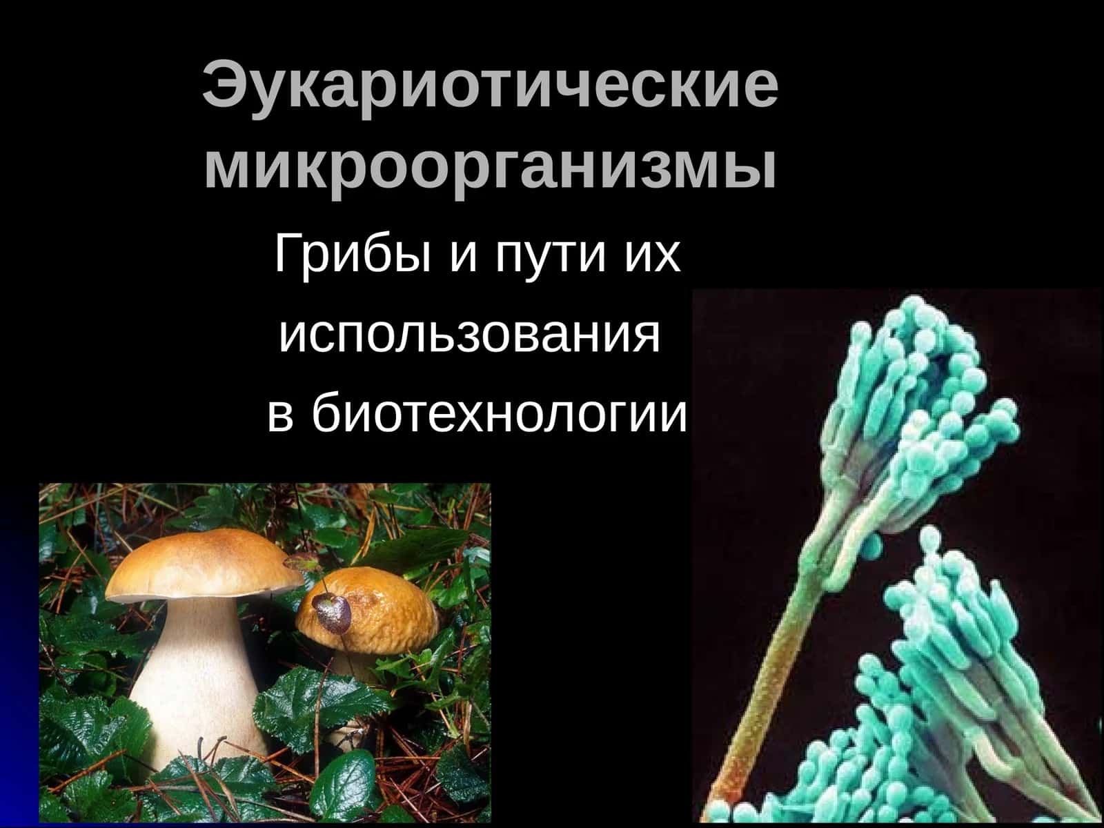 Эукариотические микроорганизмы