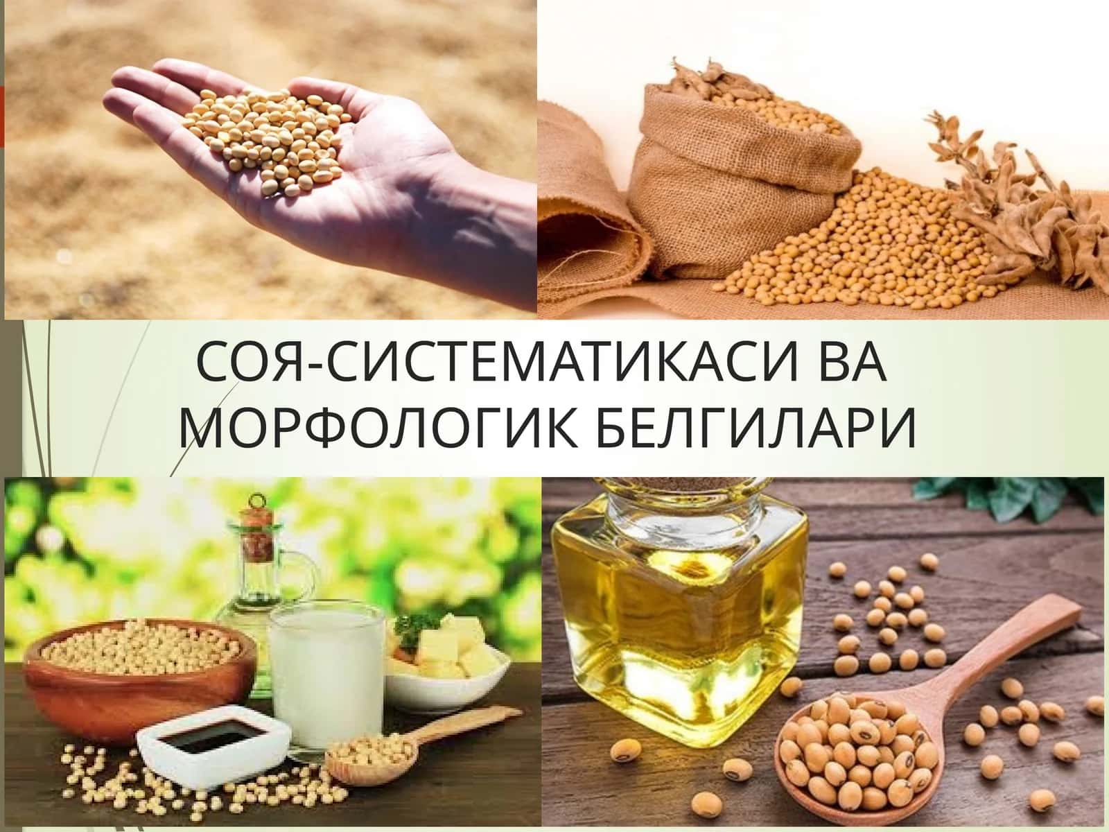 СОЯ-СИСТЕМАТИКАСИ ВАМОРФОЛОГИК БЕЛГИЛАРИ