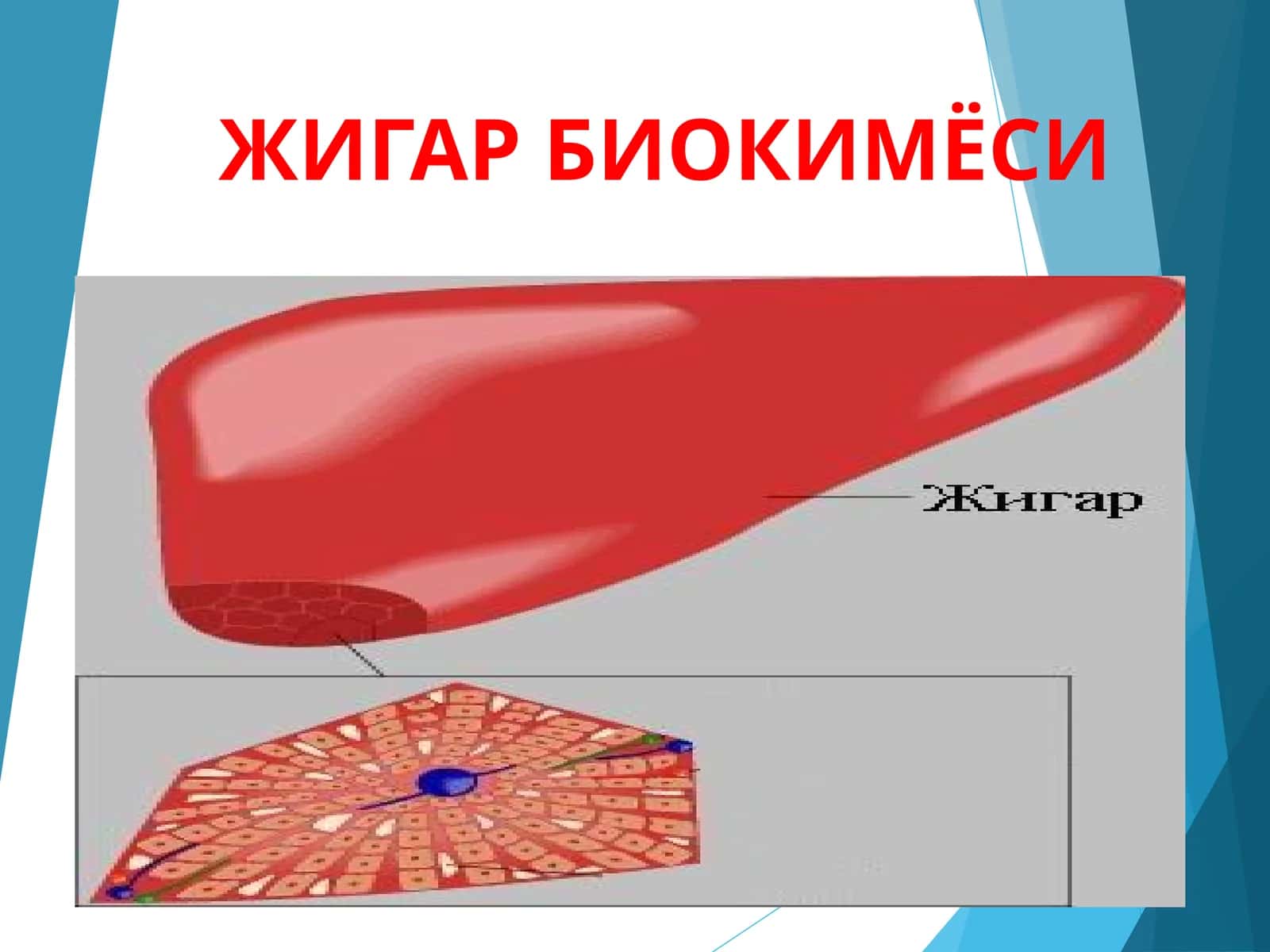 ЖИГАР БИОКИМЁСИ