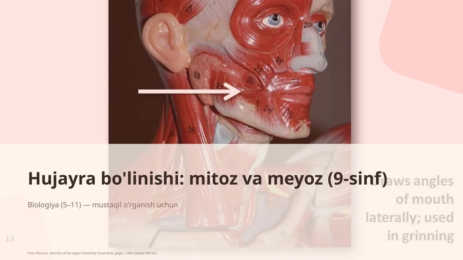 Hujayra bo'linishi: mitoz va meyoz (9-sinf)