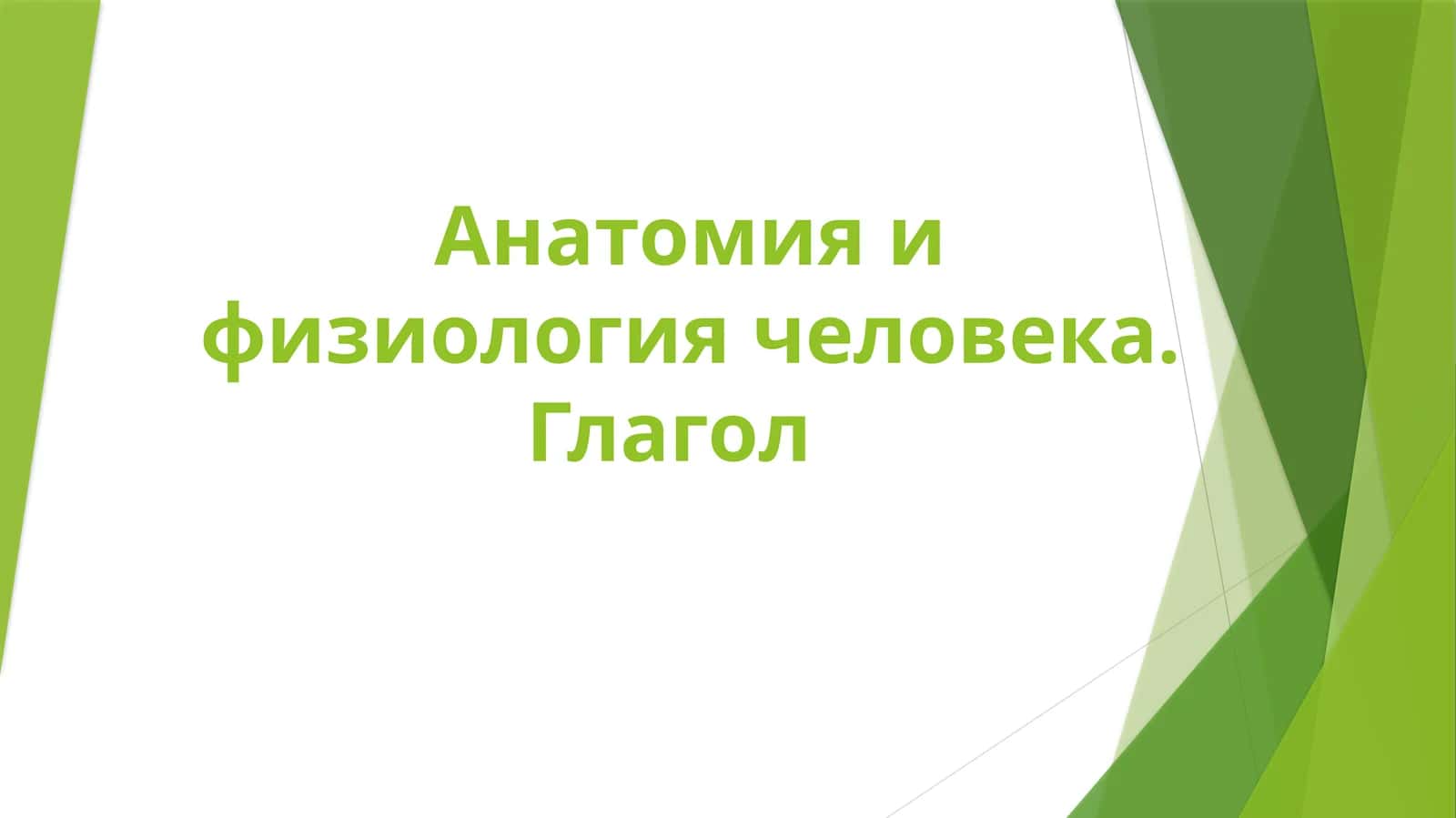 Анатомия и физиология человека. Глагол