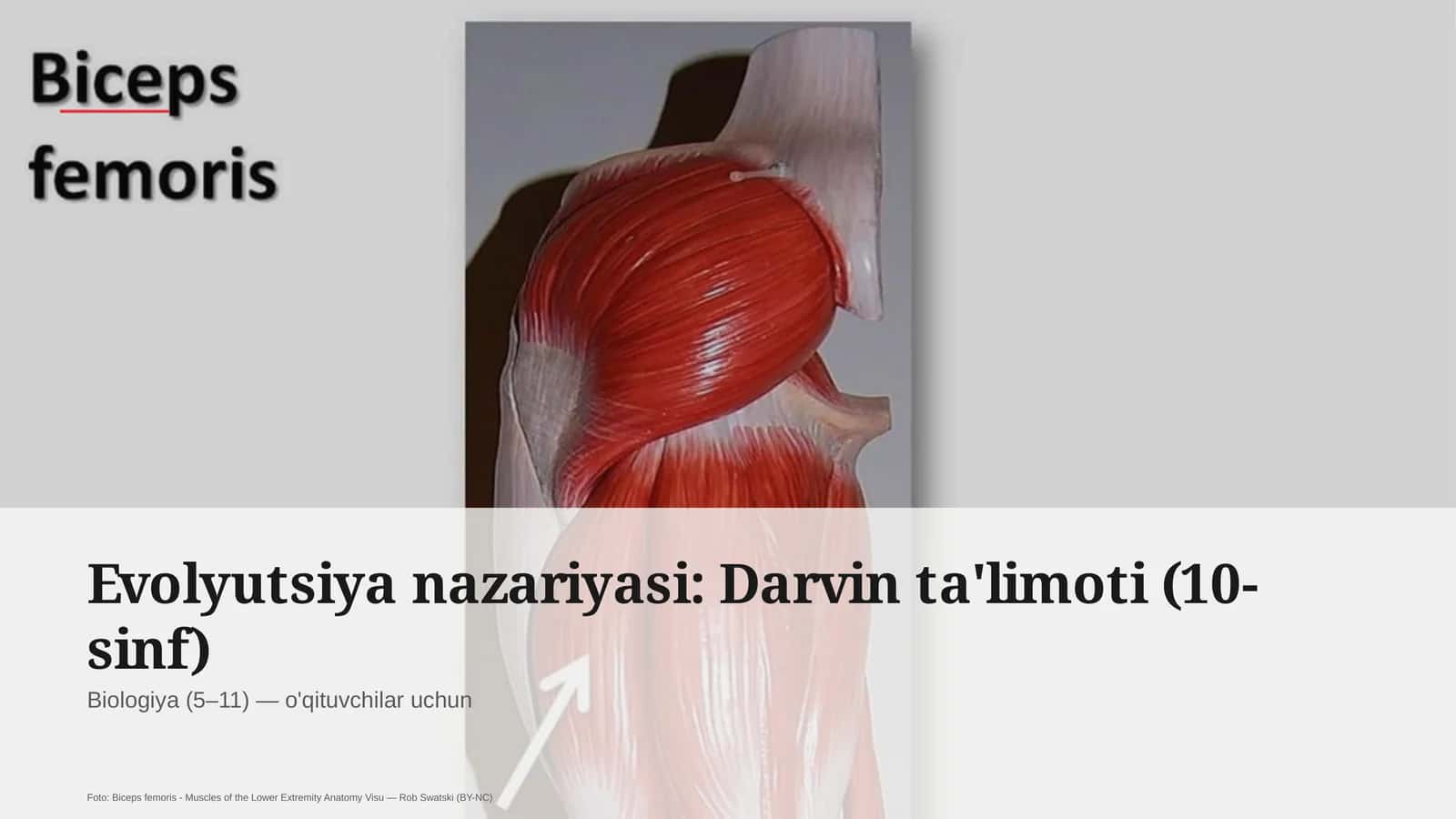 Evolyutsiya nazariyasi: Darvin ta'limoti (10-sinf)