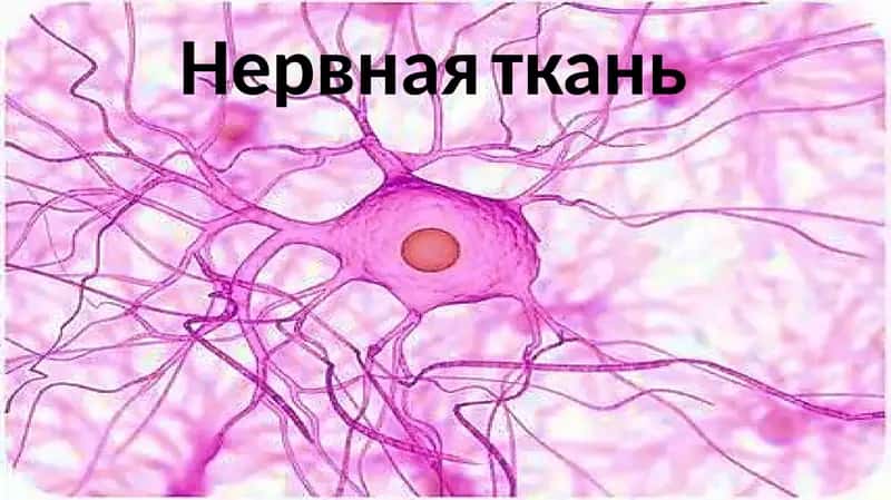 нервная ткань