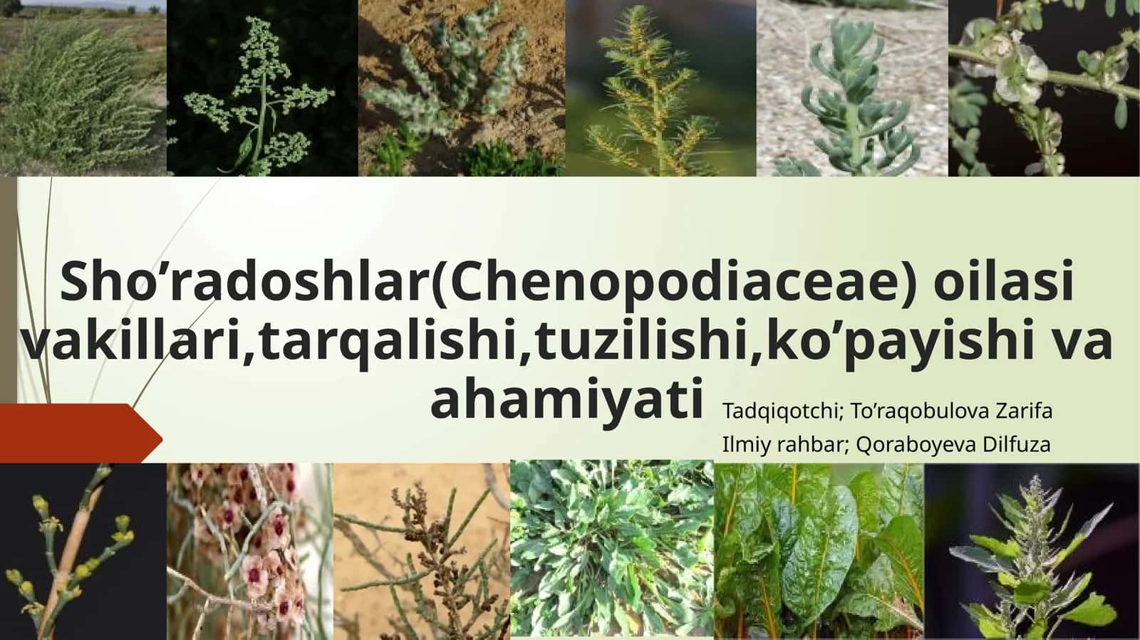 Sho’radoshlar(Chenopodiaceae)oilasivakillari,tarqalishi,tuzilishi,ko’payishivaahamiyati