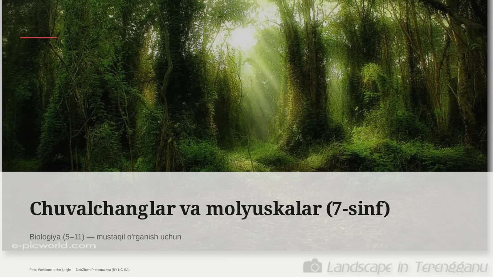 Chuvalchanglar va molyuskalar (7-sinf)