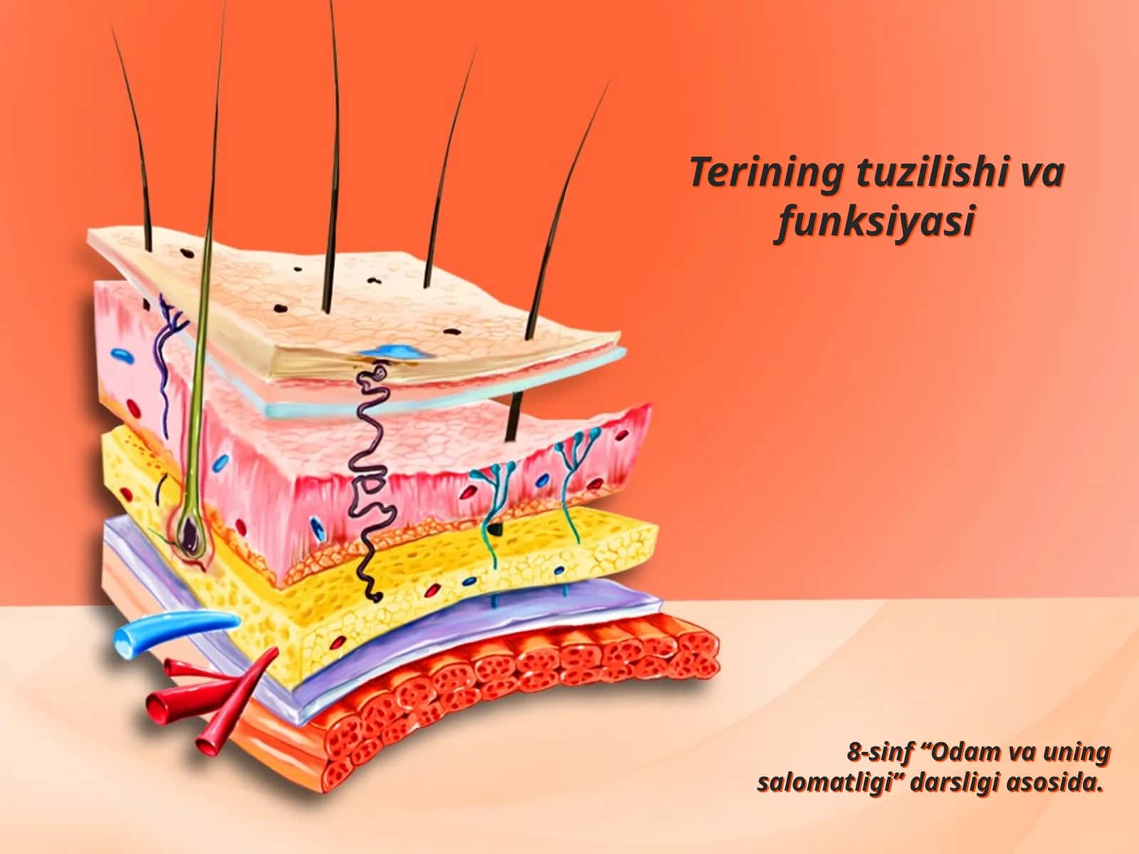 Terining tuzilishi va funksiyasi