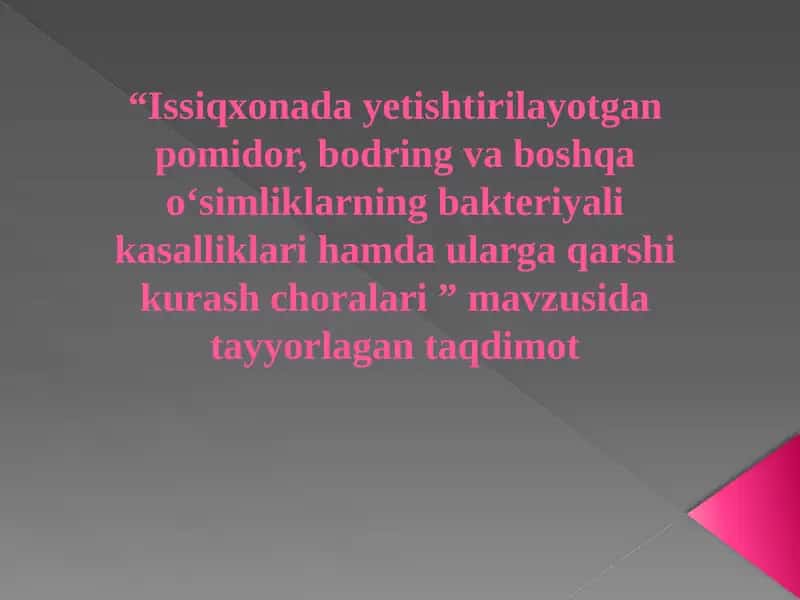 Pomidorni Bakteriyali rak kasalligi