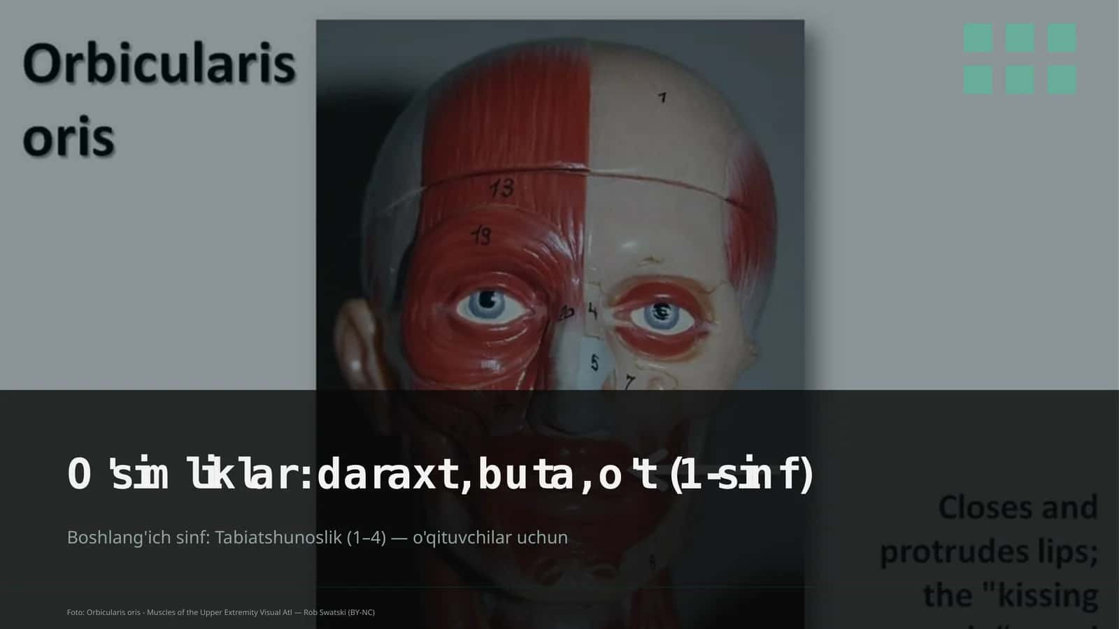 O'simliklar: daraxt, buta, o't (1-sinf)