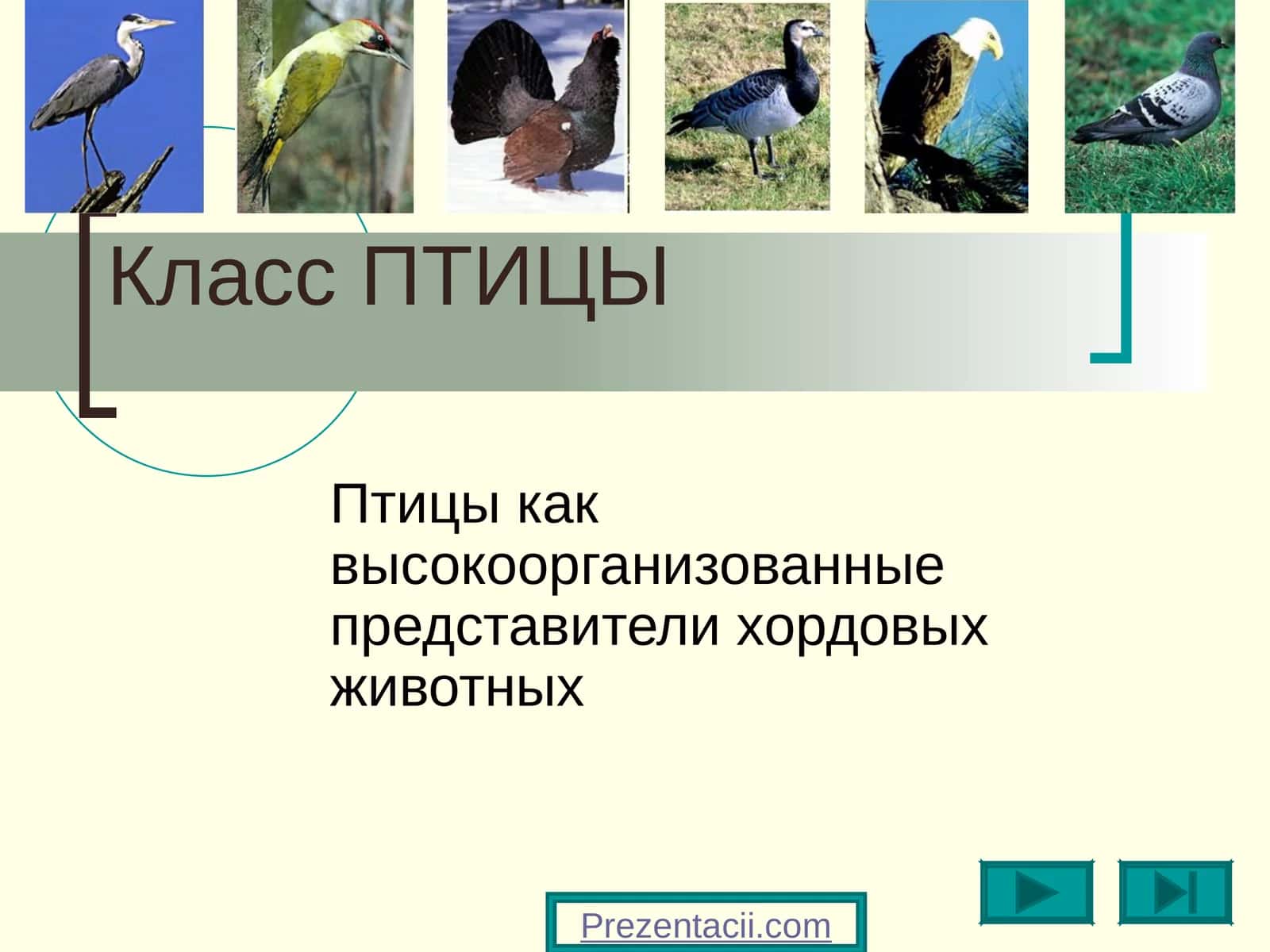 Класс ПТИЦЫ