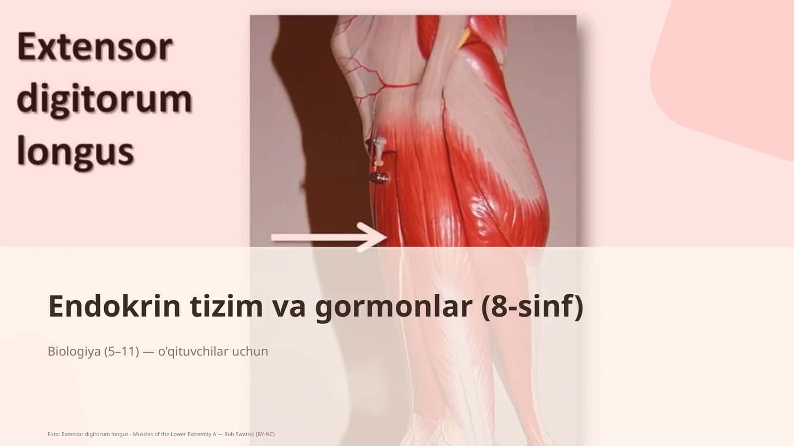 Endokrin tizim va gormonlar (8-sinf)
