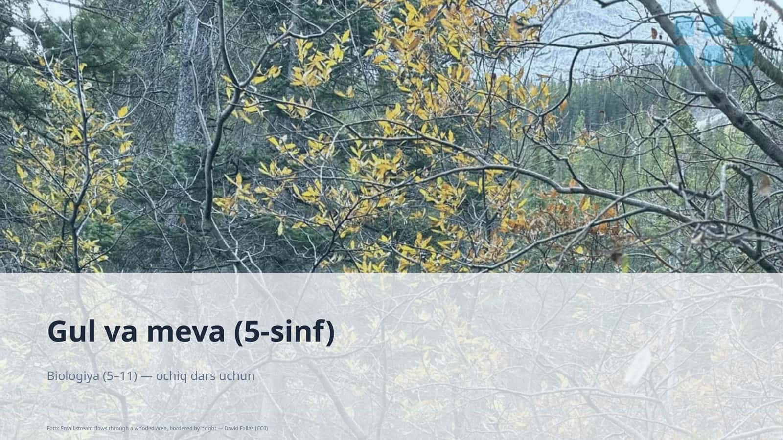 Gul va meva (5-sinf)