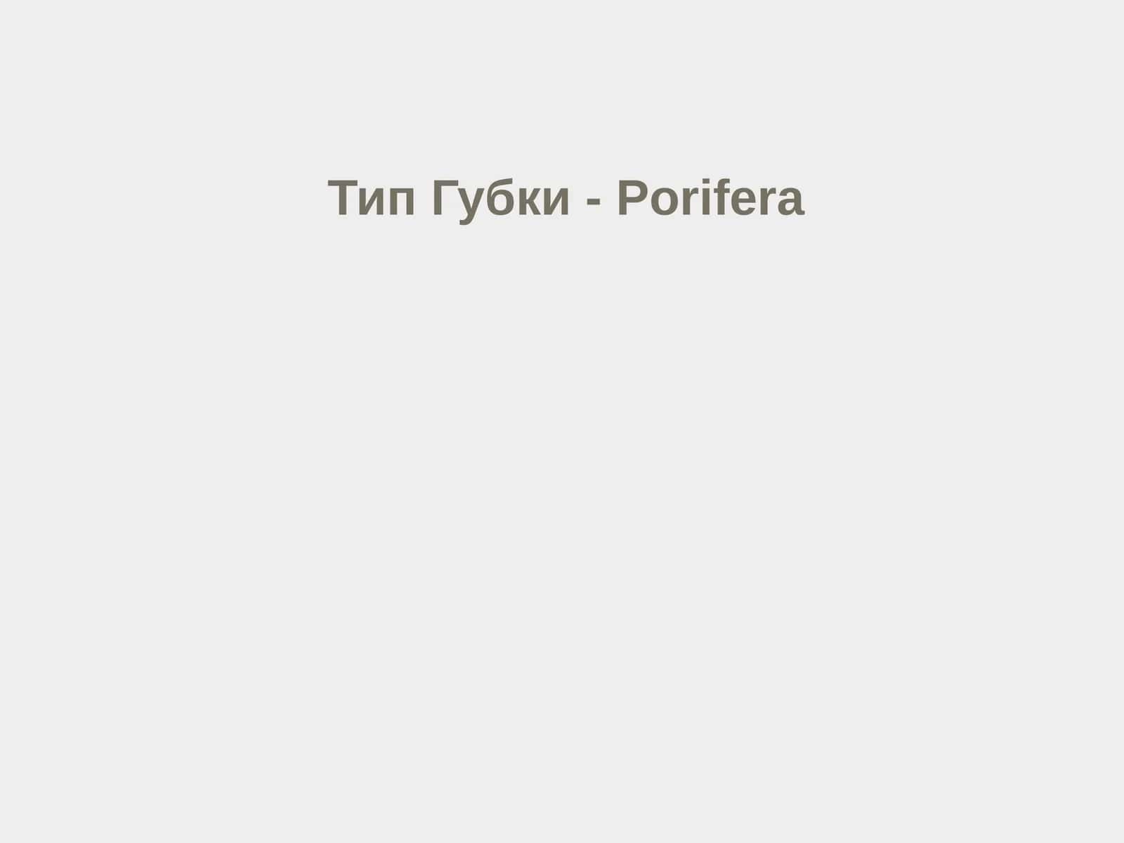 Тип Губки - Porifera
