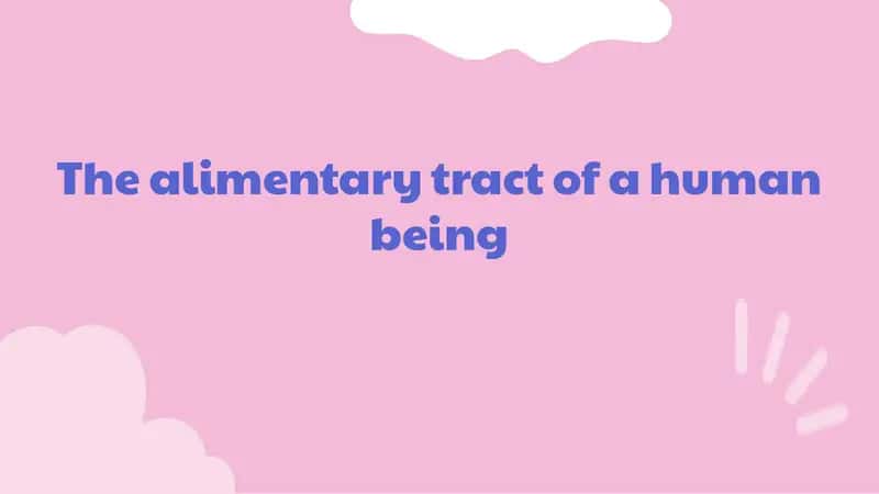 The alimentary tract of a human being