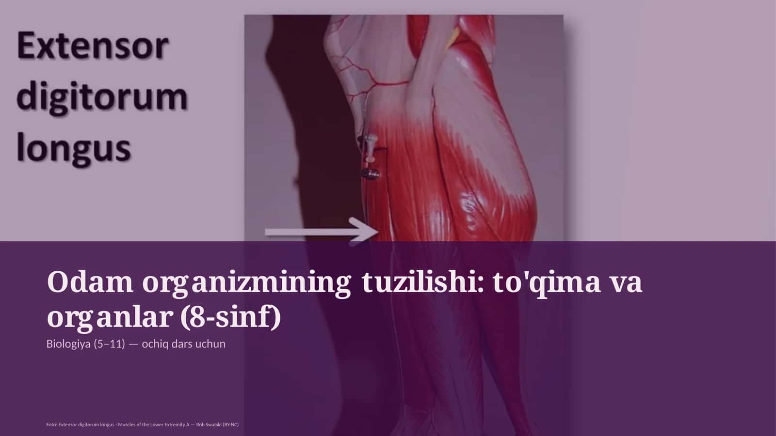 Odam organizmining tuzilishi: to'qima va organlar (8-sinf)