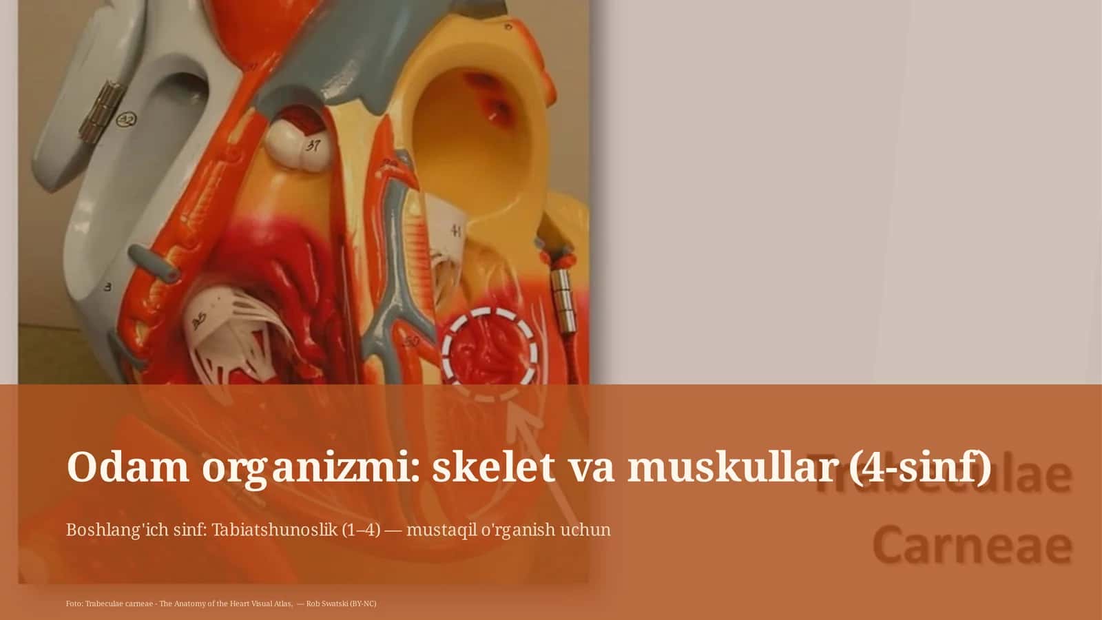 Odam organizmi: skelet va muskullar (4-sinf)