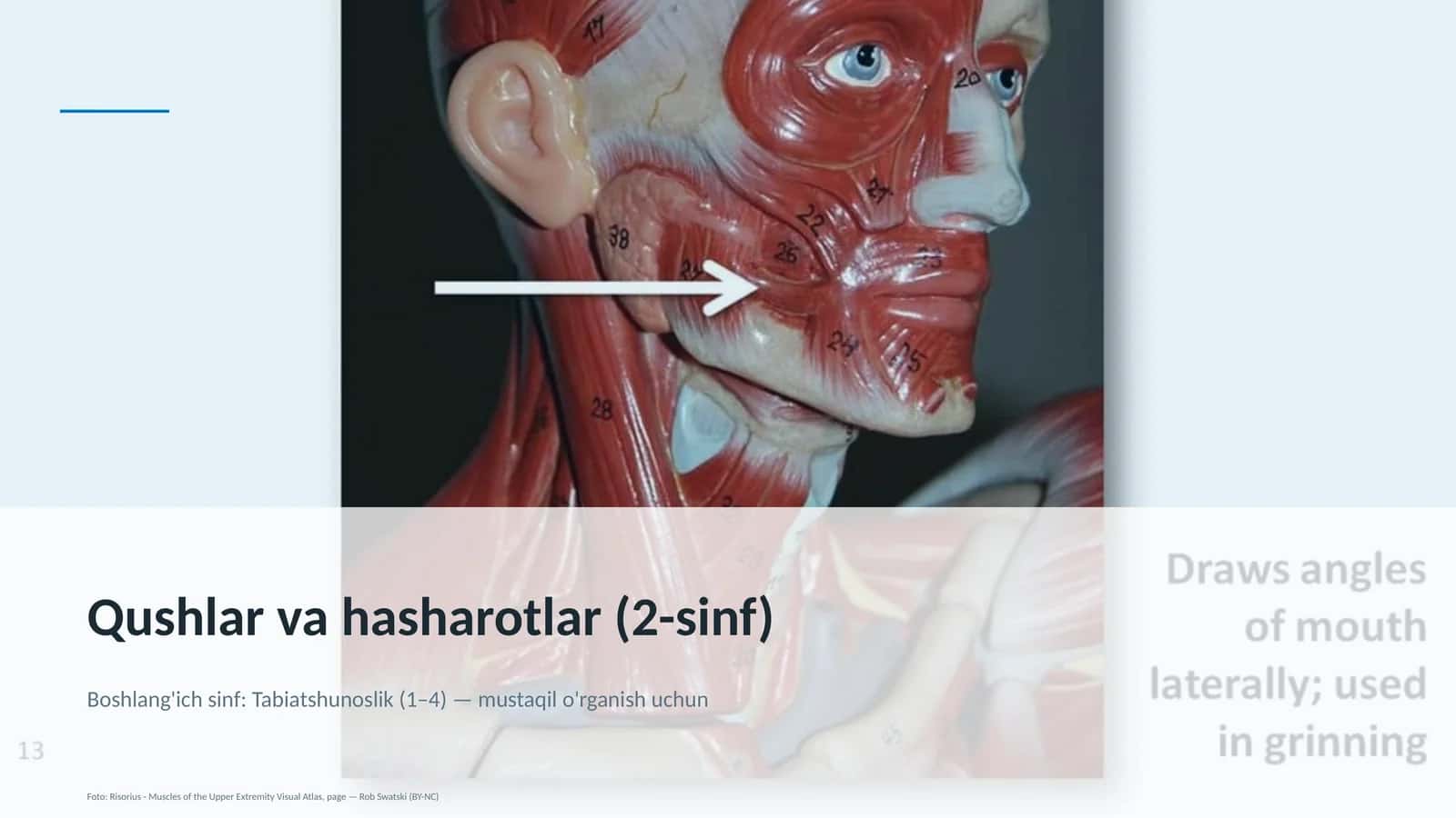 Qushlar va hasharotlar (2-sinf)