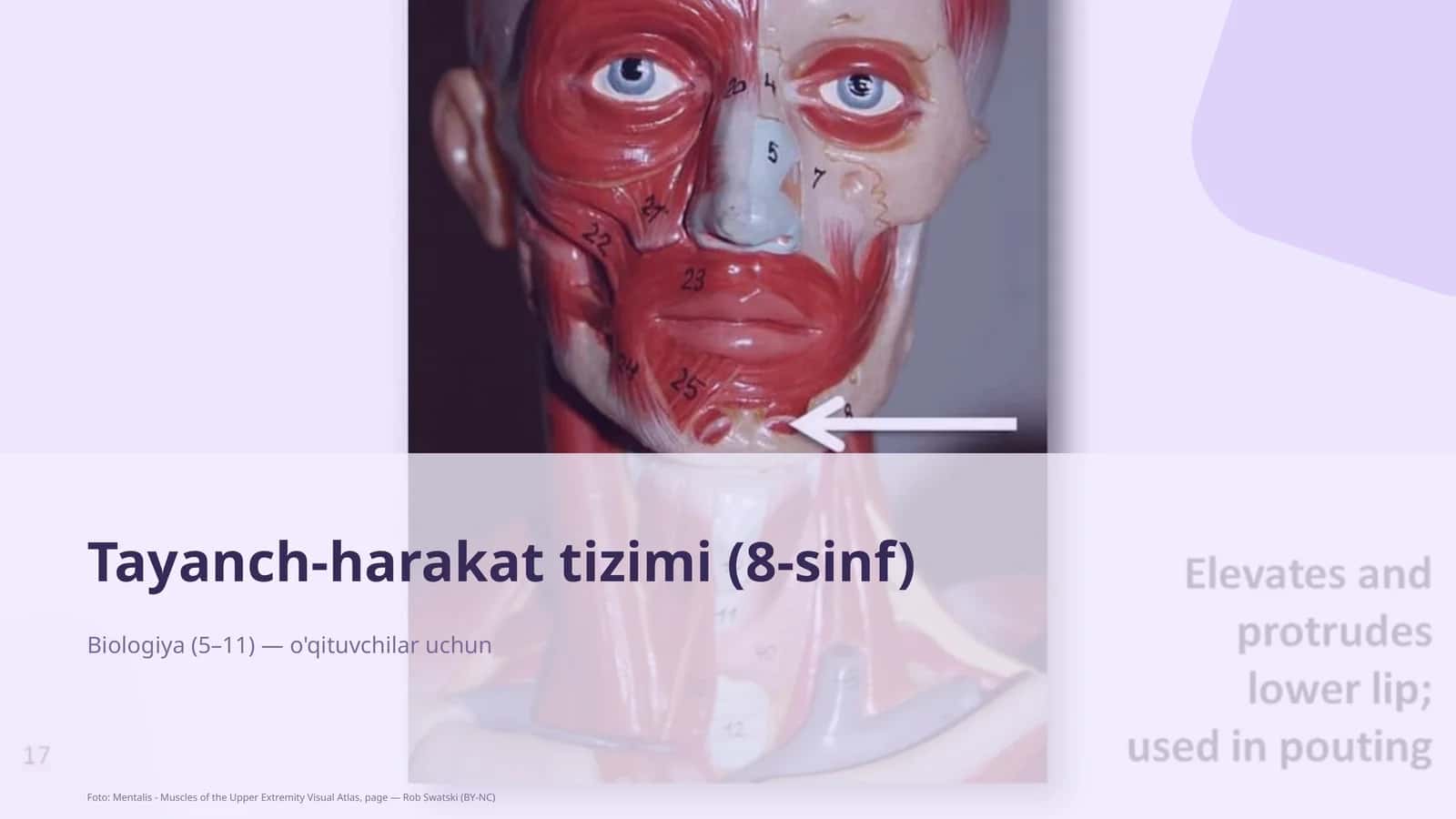 Tayanch-harakat tizimi (8-sinf)