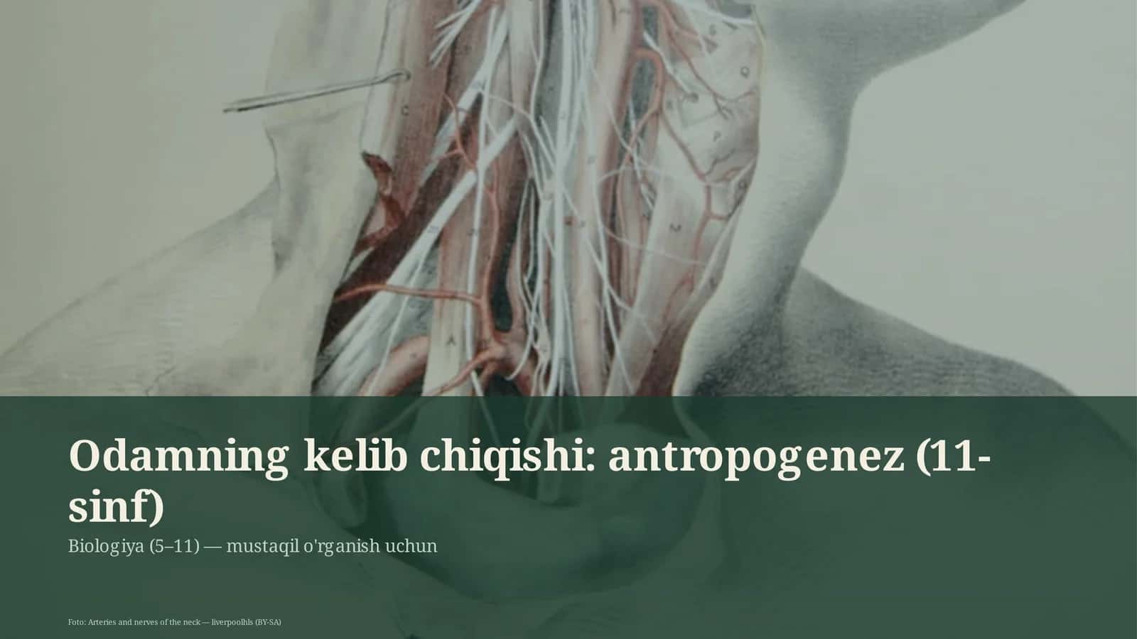 Odamning kelib chiqishi: antropogenez (11-sinf)