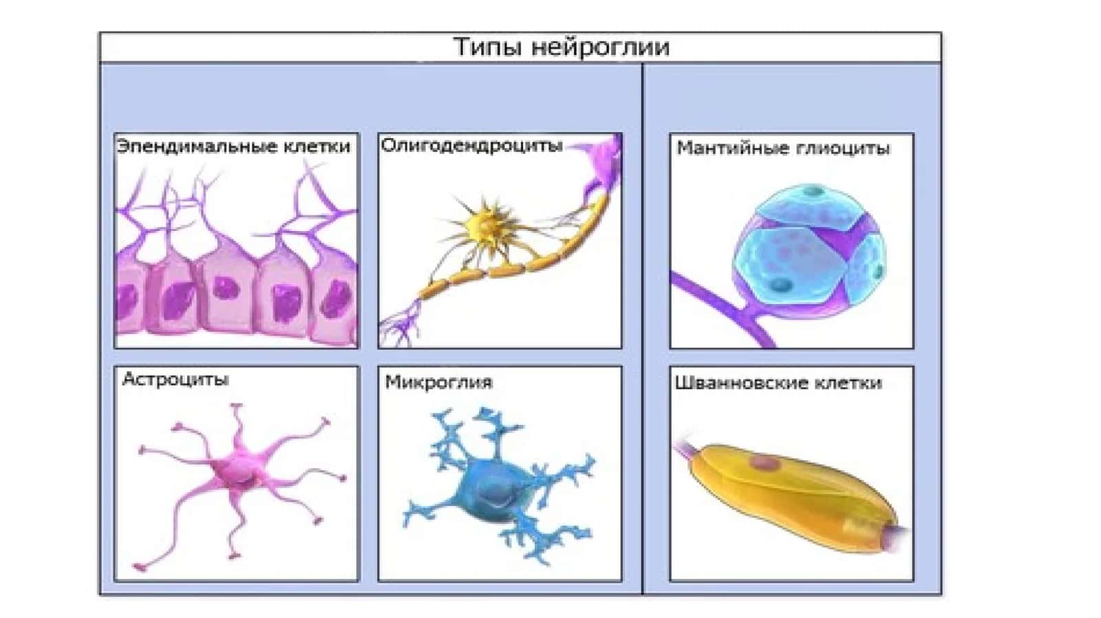 Иллюстрация четырёх типов глиальных клеток, находящихся в ЦНС