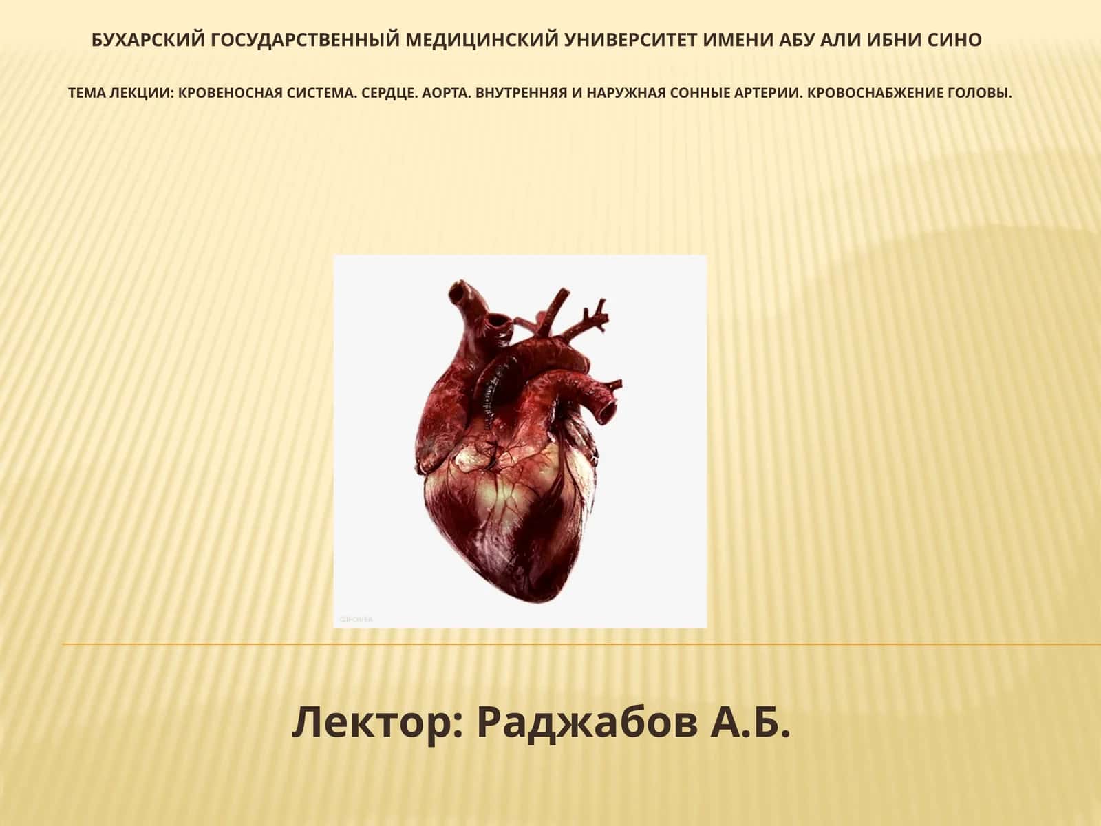 Лекция: кровеносная система. Сердце. Аорта. Внутренние и наружные сонные артерии. Кровоснабжение головы
