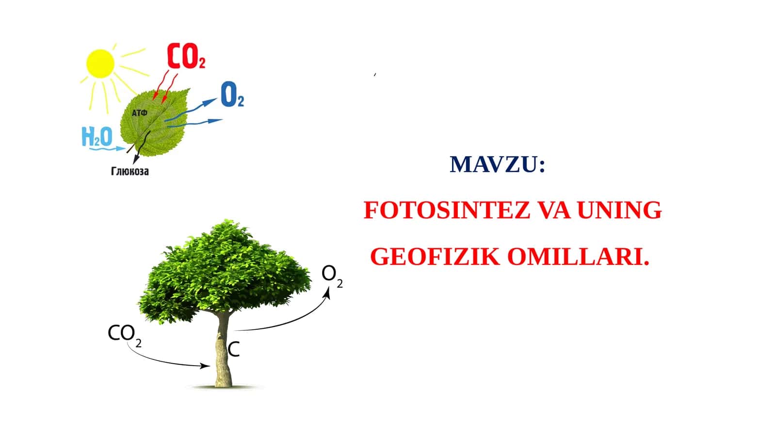 FOTOSINTEZ VA UNING GEOFIZIK OMILLARI