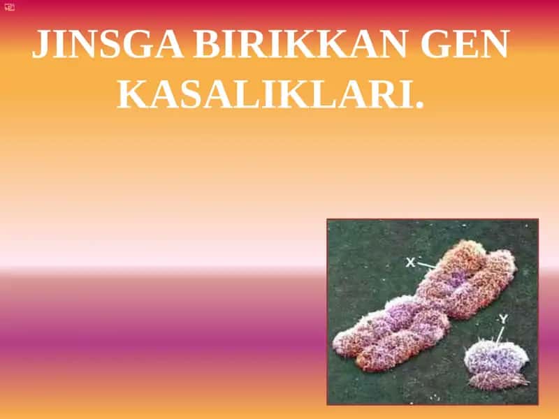 JINSGA BIRIKKAN GEN KASALIKLARI