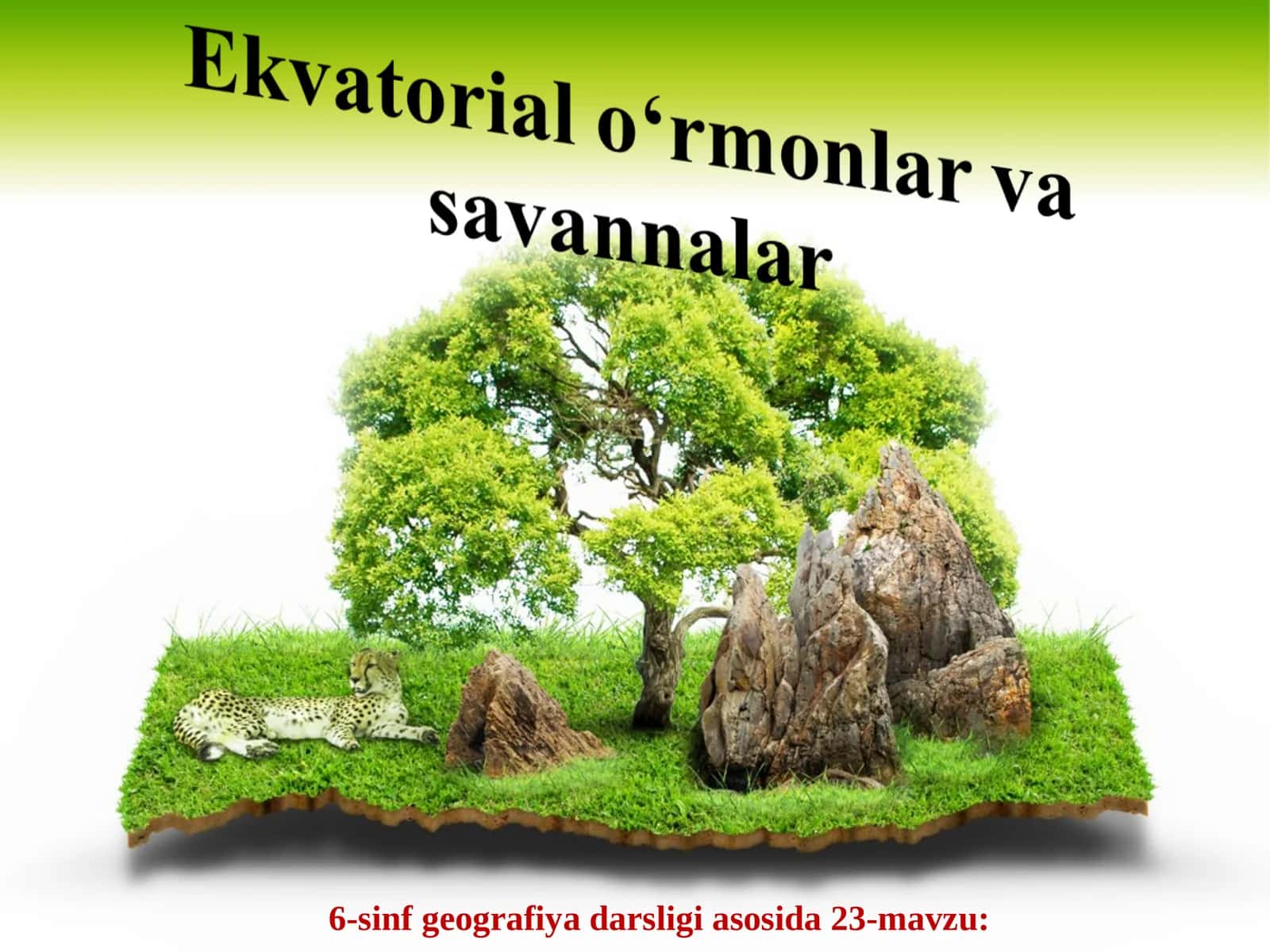 Afrika materigida doimiy sernam ekvatorial o‘rmonlar zonasi