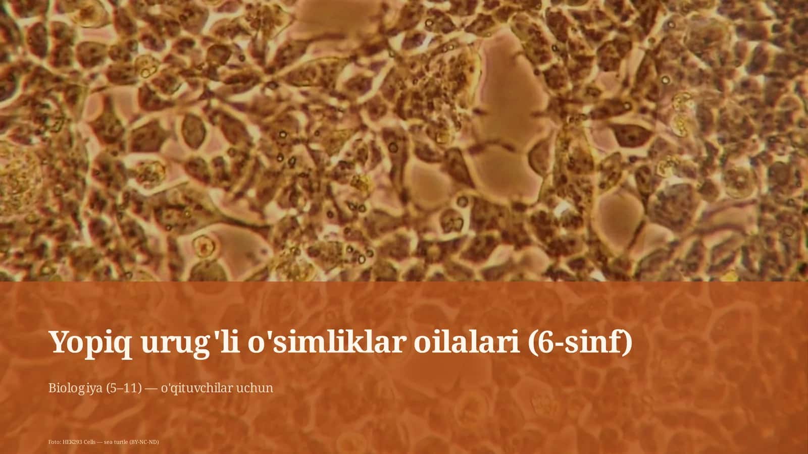 Yopiq urug'li o'simliklar oilalari (6-sinf)