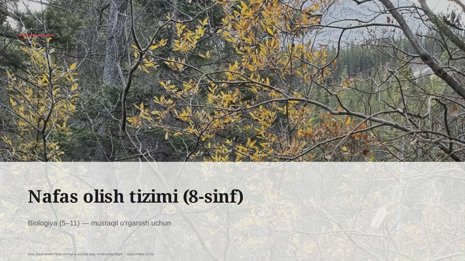 Nafas olish tizimi (8-sinf)