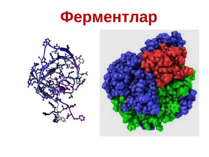 Ферментлар