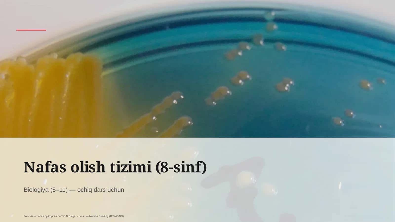 Nafas olish tizimi (8-sinf)