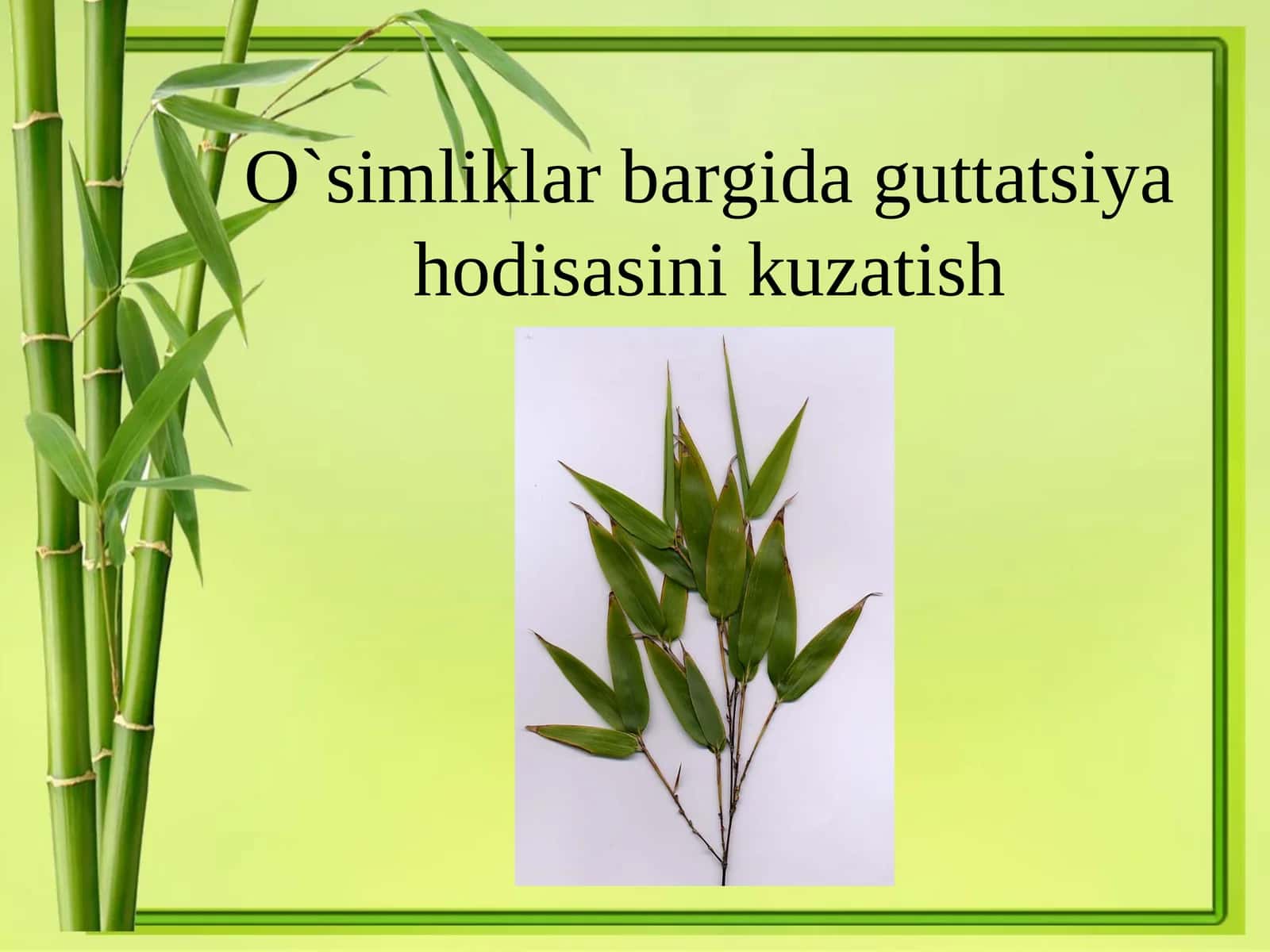 Barg MORFOLOGIYASI-Folium