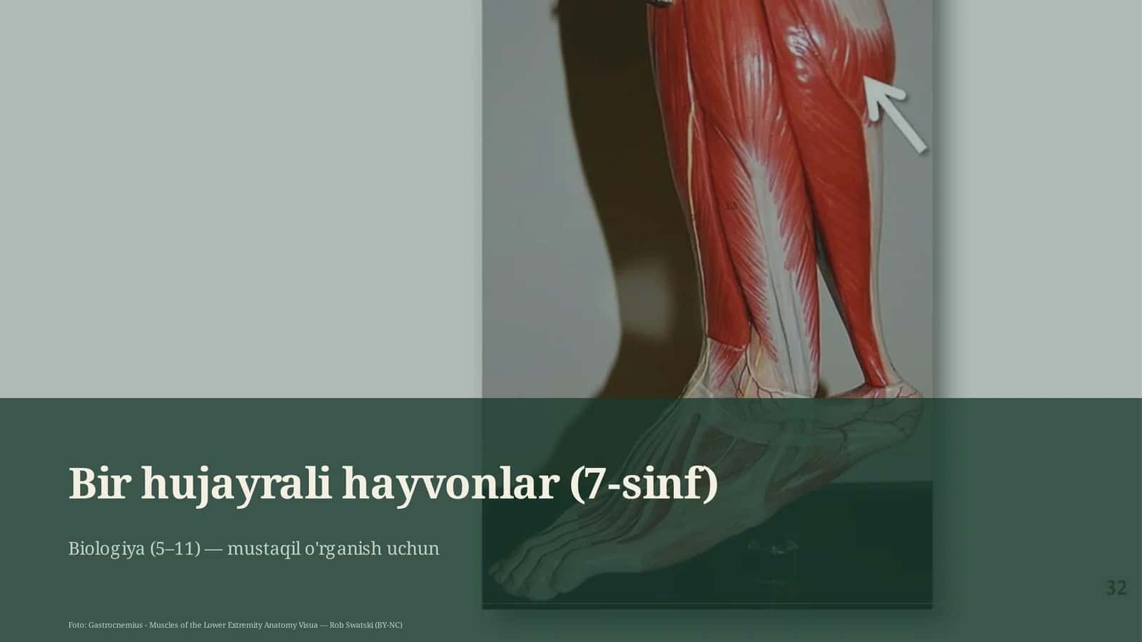 Bir hujayrali hayvonlar (7-sinf)