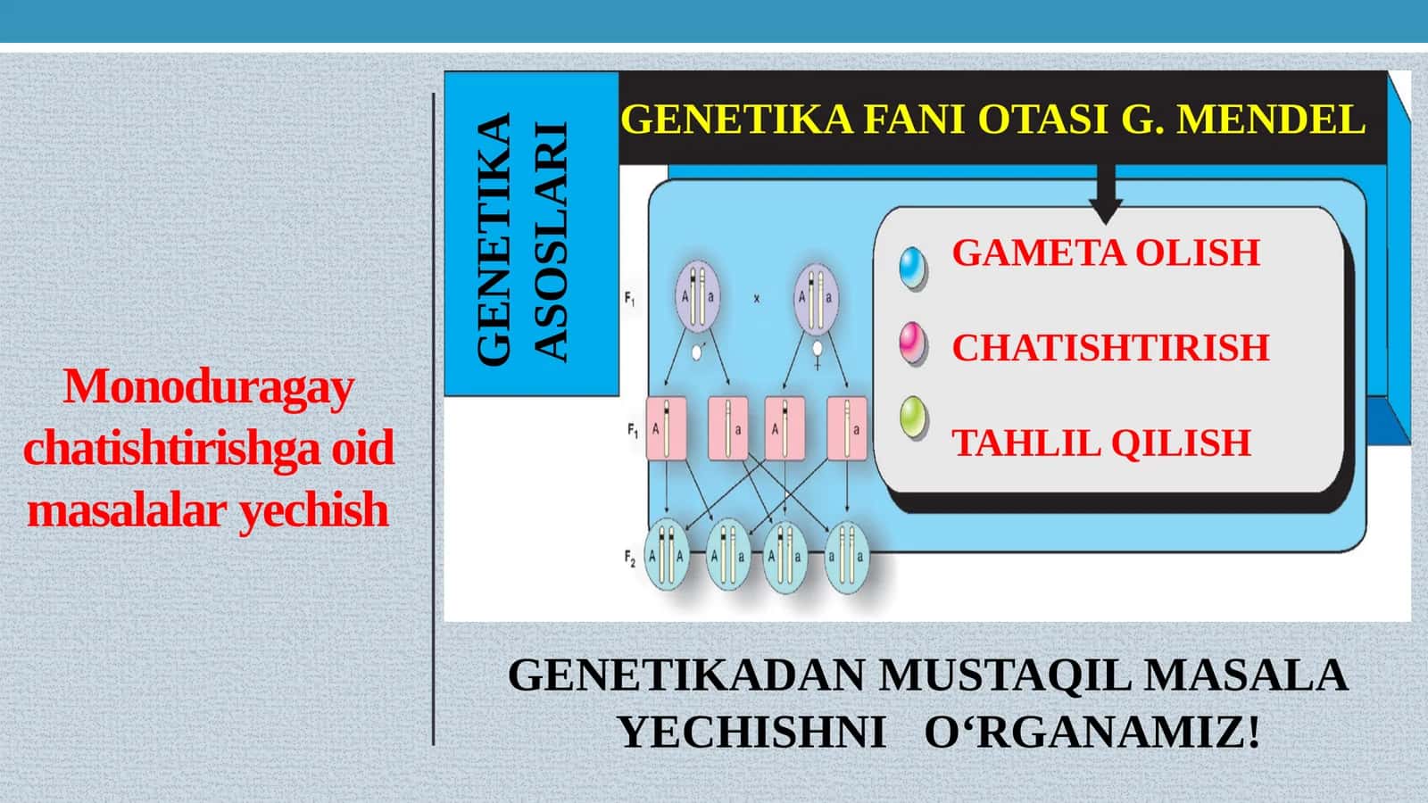 GENETIKADAN MUSTAQILMASALA YECHISHNI O‘RGANAMIZ!
