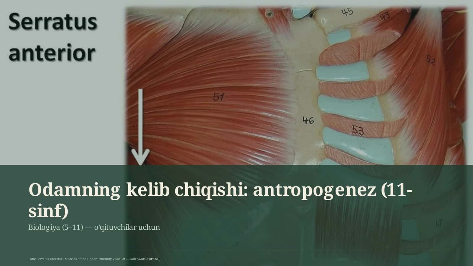 Odamning kelib chiqishi: antropogenez (11-sinf)