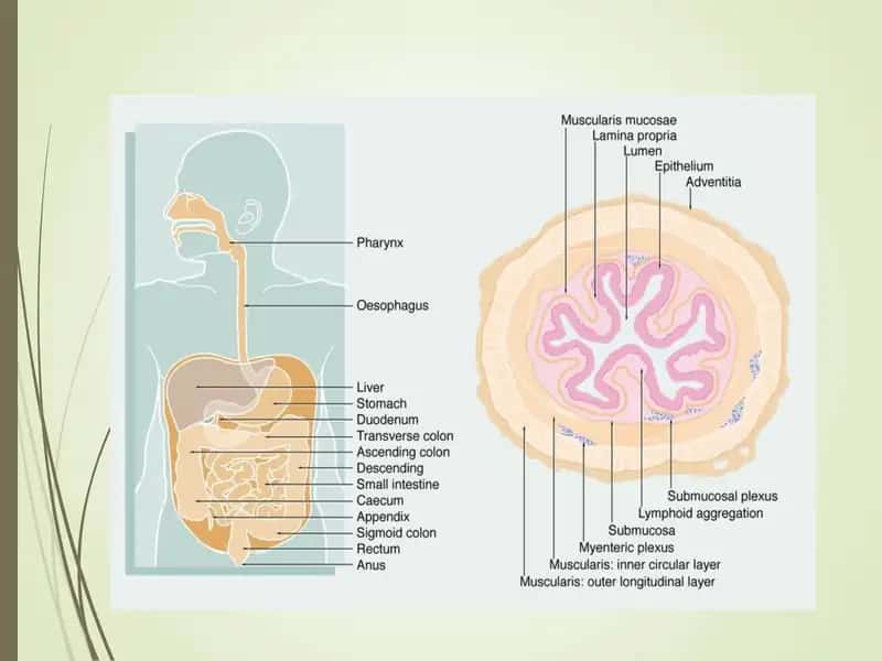 gastrit