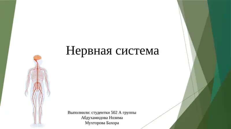 Нервная система