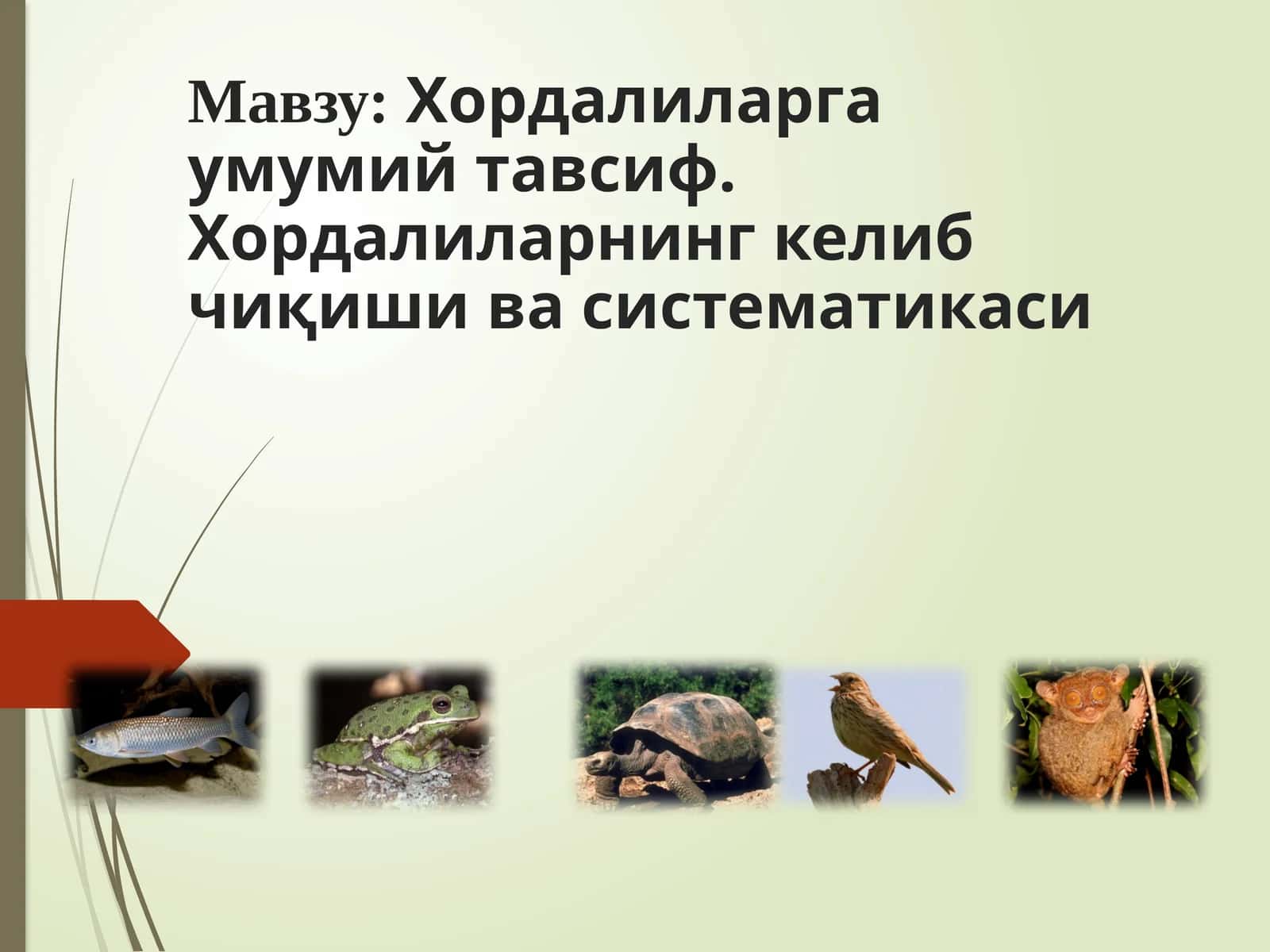 Хордалиларнинг систематикаси