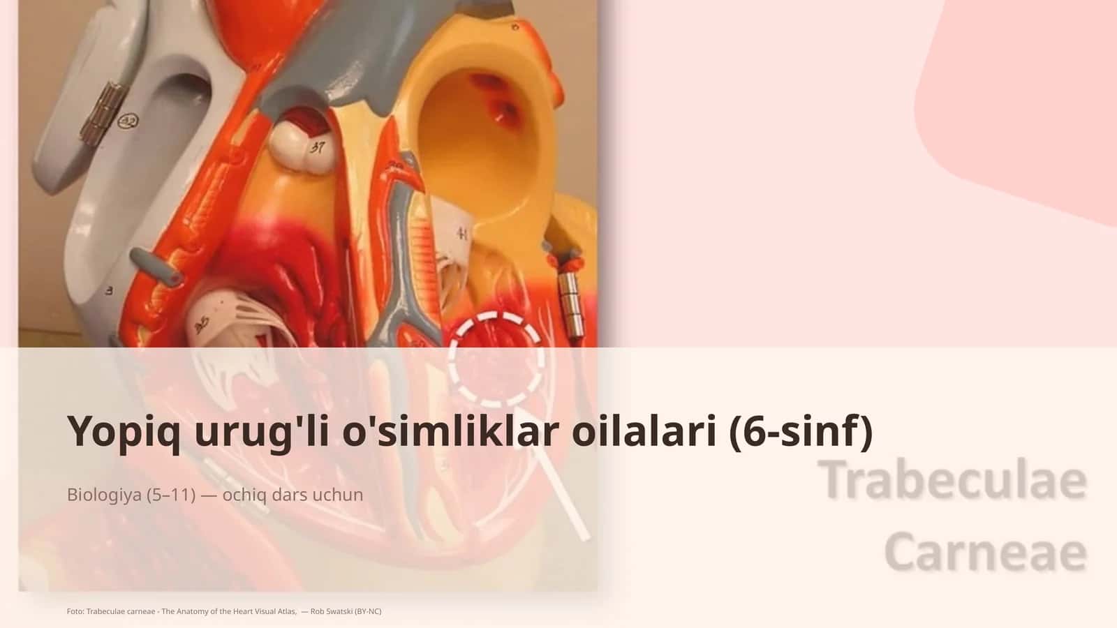 Yopiq urug'li o'simliklar oilalari (6-sinf)