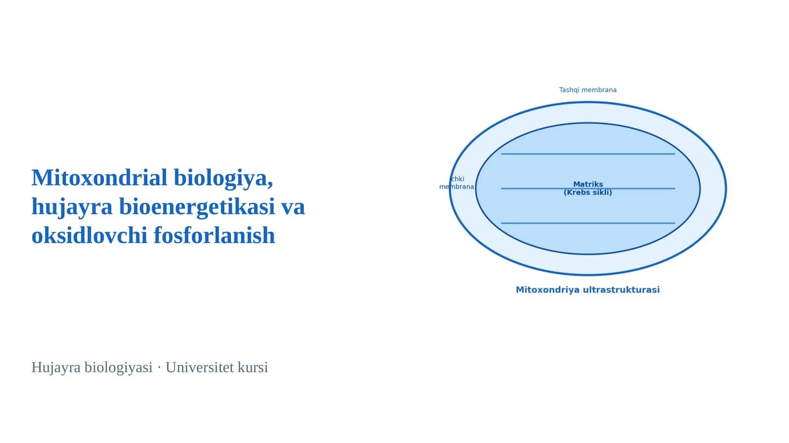 Mitoxondrial biologiya, hujayra bioenergetikasi va oksidlovchi fosforlanish
