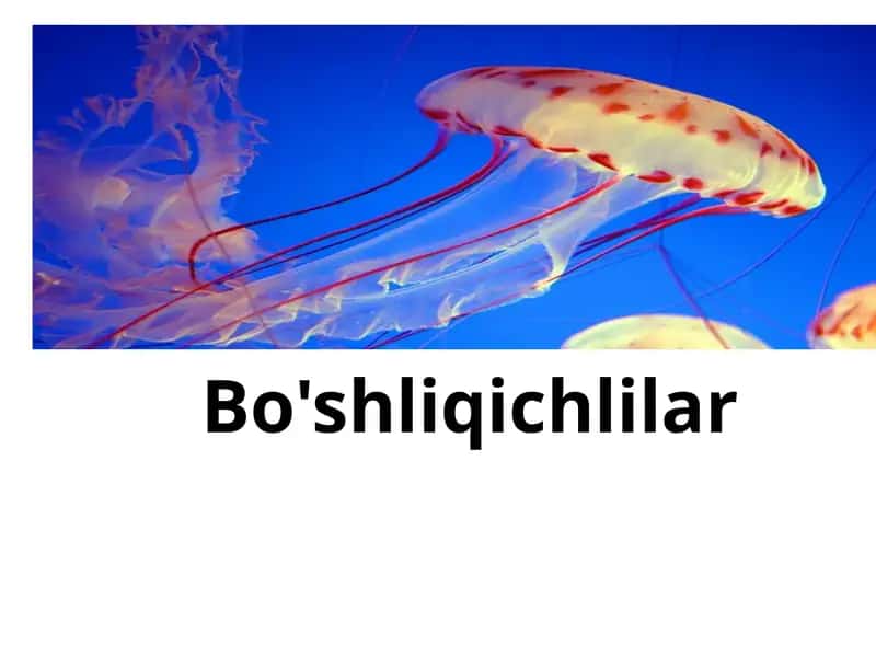 Bo’shliqichlilar