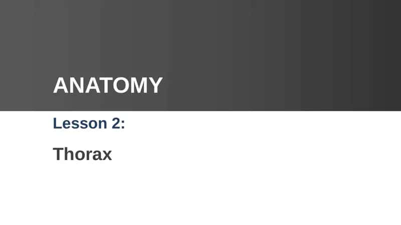 Thorax Anatomy