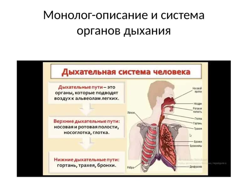 Монолог-описаниеисистемаоргановдыхания