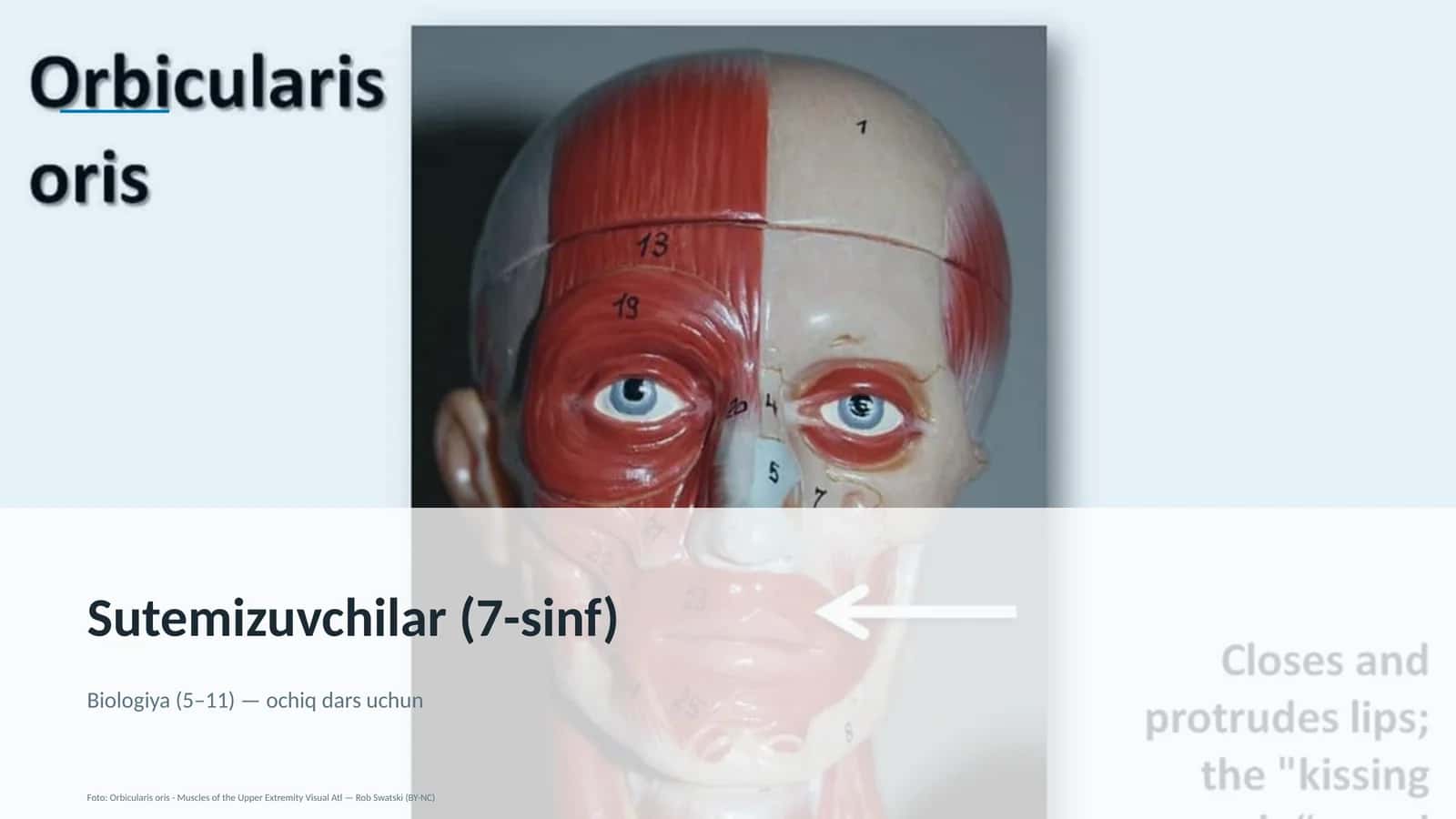 Sutemizuvchilar (7-sinf)