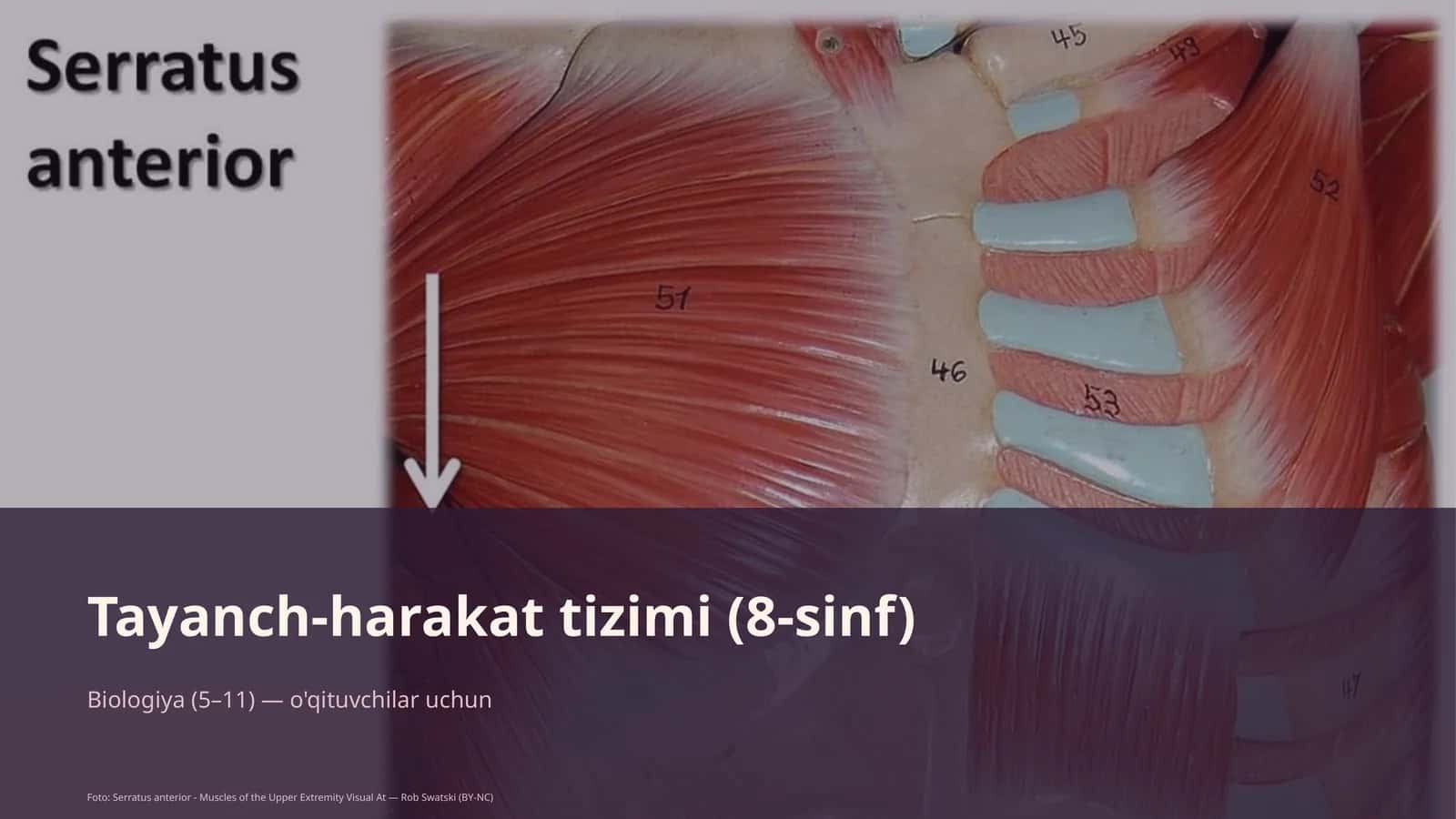 Tayanch-harakat tizimi (8-sinf)