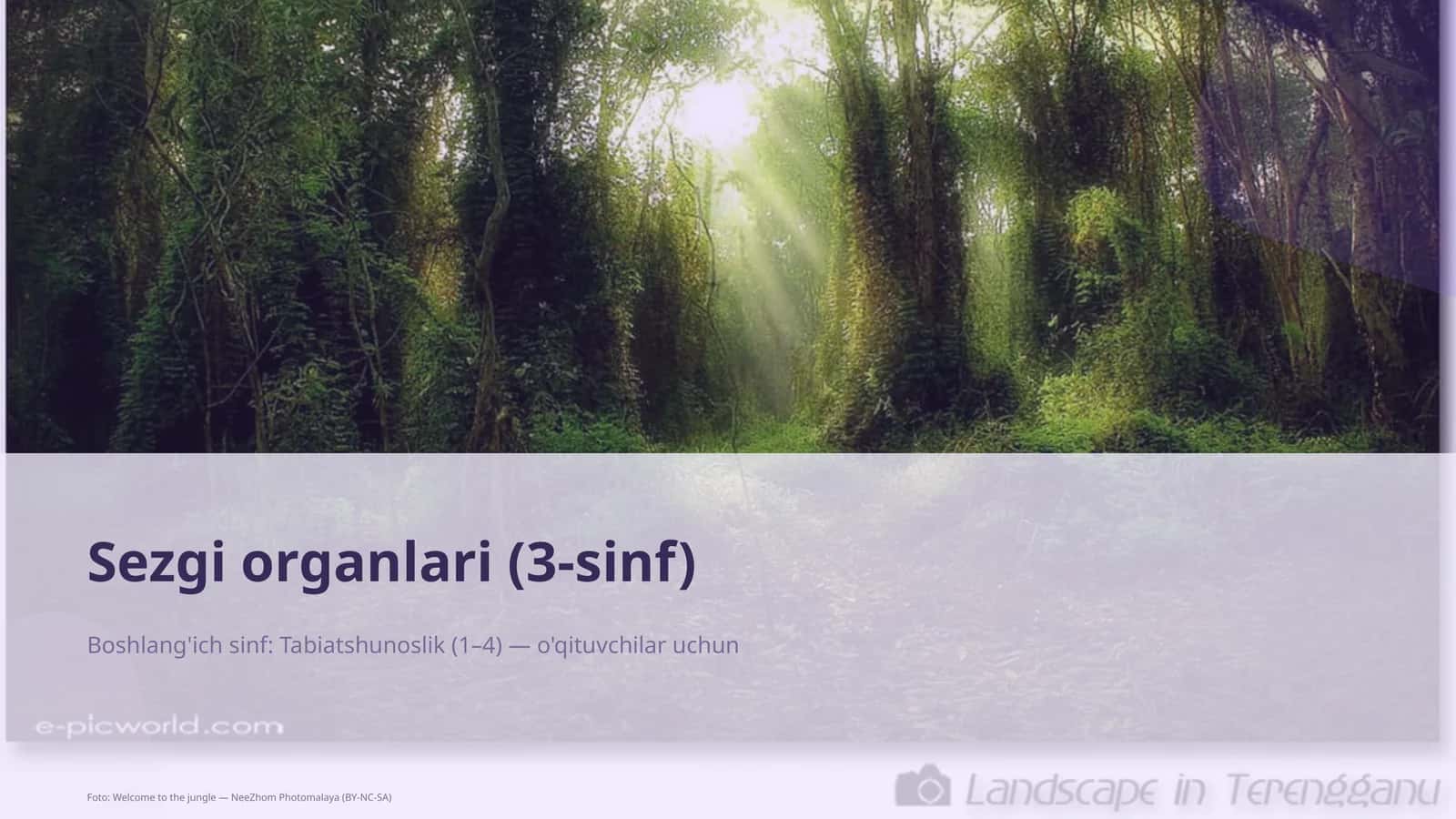 Sezgi organlari (3-sinf)
