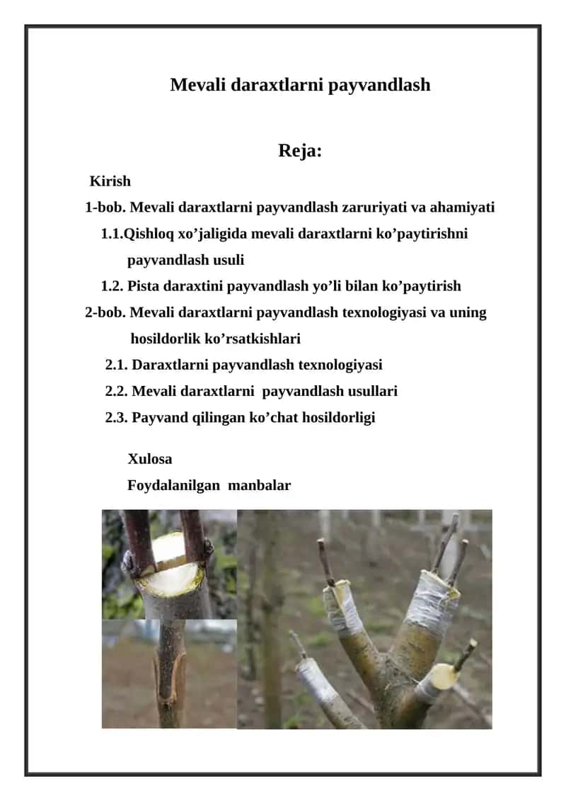 Mevali daraxtlarni payvandlash
