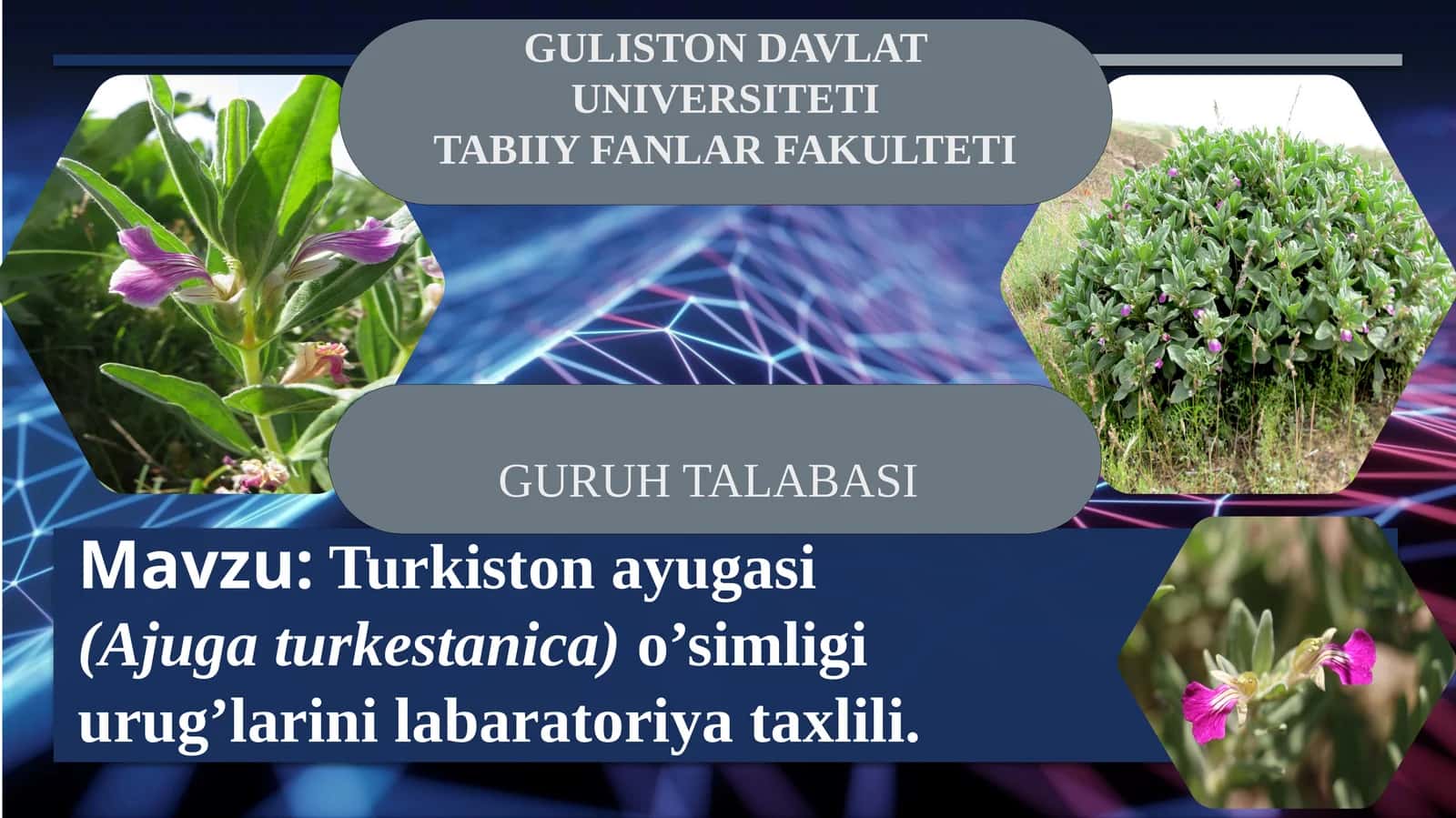 Turkiston ayugasi (Ajugaturkestanica) o’simligi