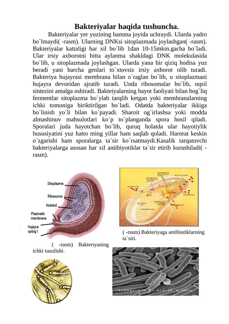 Bakteriyalar haqida tushuncha
